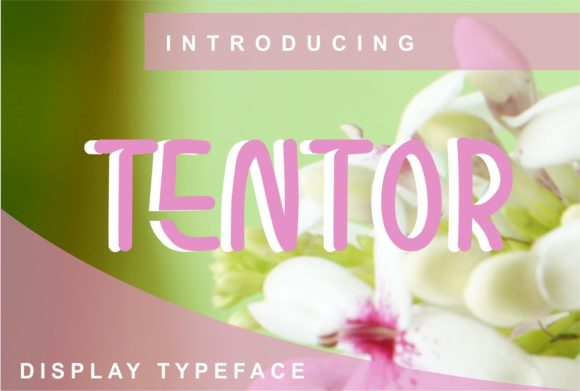 Tentor Font for Modern Web Design Projects
